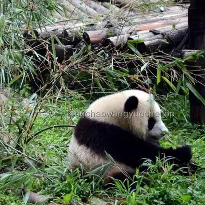 载3000辆汽车轮船太平洋起火应急指南：安全撤离与救援策略